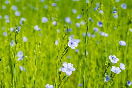 blue flax field closeup at spring shallow depth of field