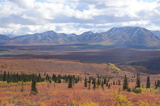 autumn color in denali tundra