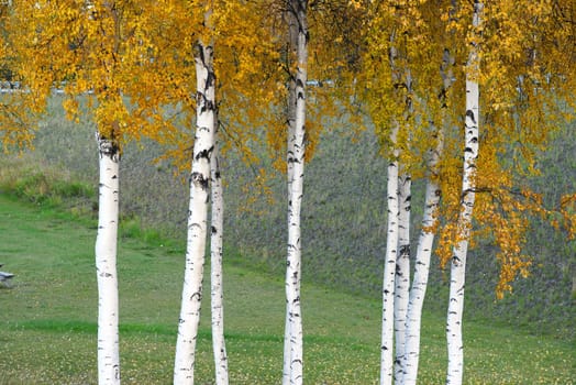 fall color of aspen tree in alaska