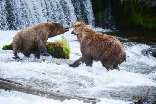 grizzly bear fighting in a river at katmai national park