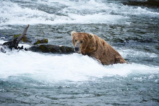 Grizzly bear in Katmai, Alaska