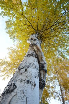 crooked aspen tree