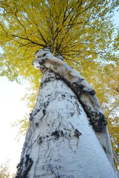 crooked aspen tree