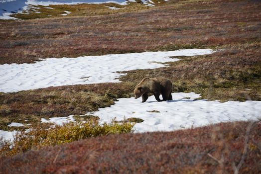 grizzly bear in denali in autumn