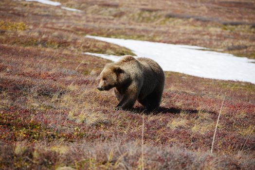 grizzly bear in denali in autumn