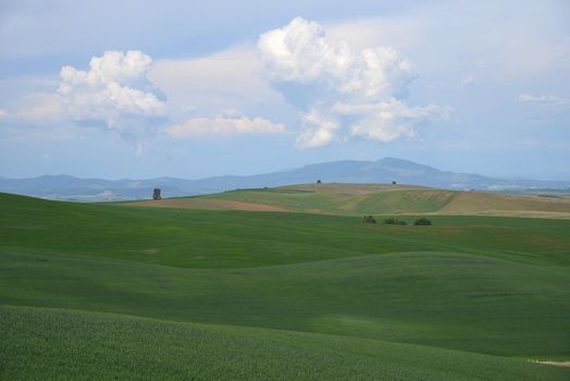 rolling hill of wheat farm land in palouse washington