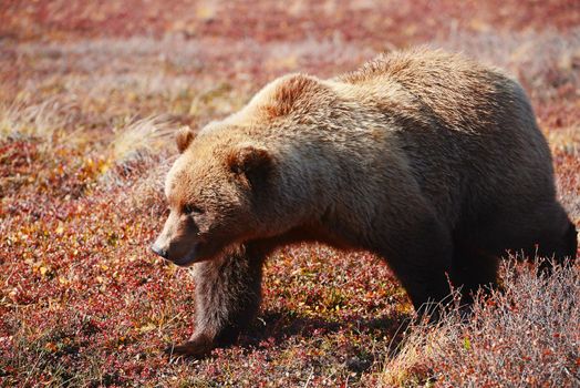 grizzly bear in denali in autumn