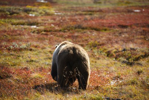 grizzly bear in denali in autumn