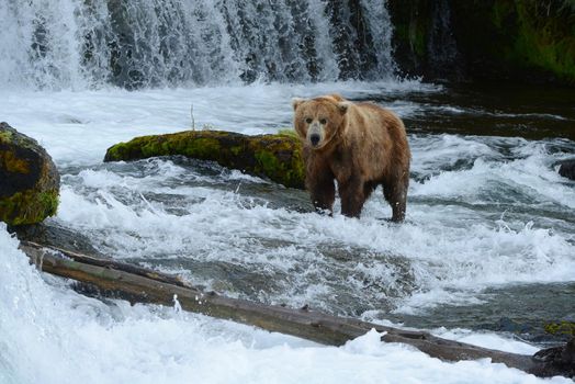 grizzly bear in brooks river hunting for salmon at katmai national park in alaska