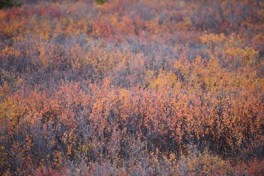 autumn color in denali tundra