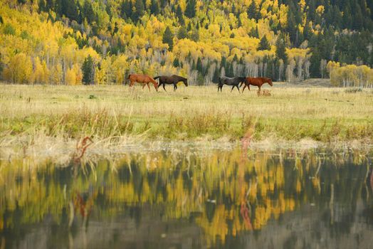 horse with fall color in teton village