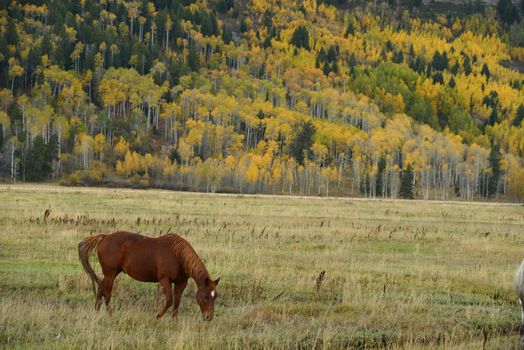 horse with fall color in teton village