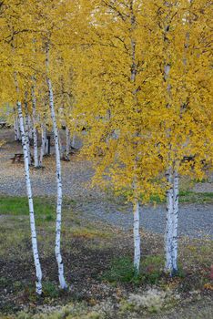 fall color of aspen tree in alaska