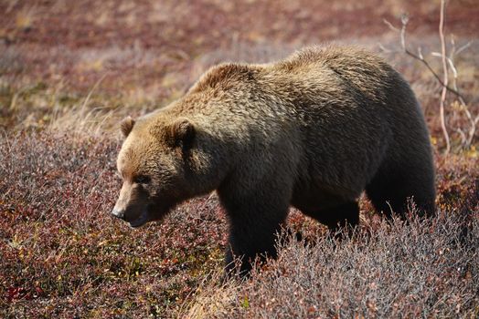 grizzly bear in denali in autumn