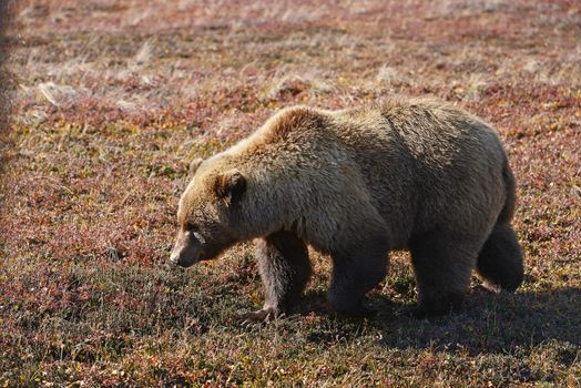 grizzly bear in denali in autumn