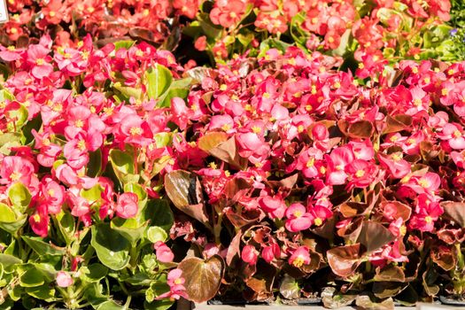 Begonia flower pots in a flower market