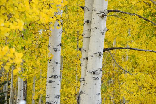 yellow aspen tree from colorado in autumn