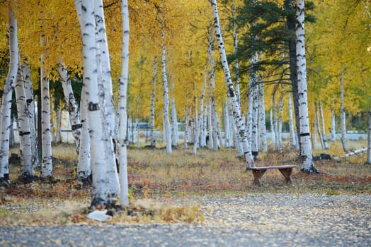 fall color of aspen tree in alaska