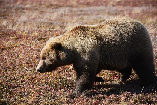 grizzly bear in denali in autumn