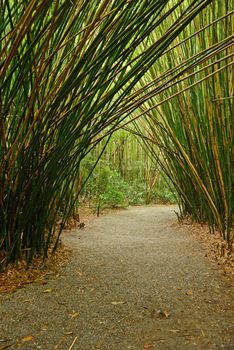 bamboo groove in a plantation near charleston