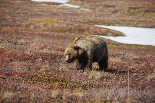 grizzly bear in denali in autumn