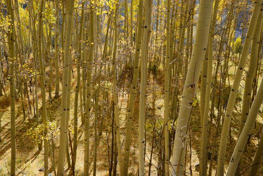 yellow aspen tree from colorado in autumn