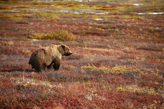 grizzly bear in denali in autumn