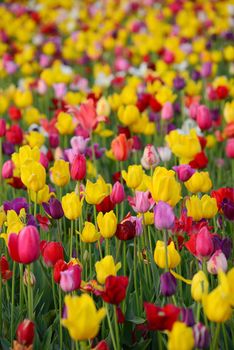 tulip in flower field in oregon