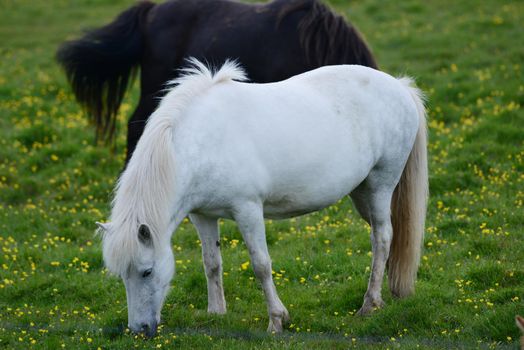 Iceland Horse on green grass