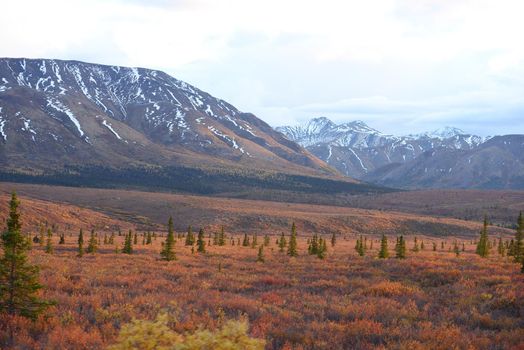 autumn color in denali tundra