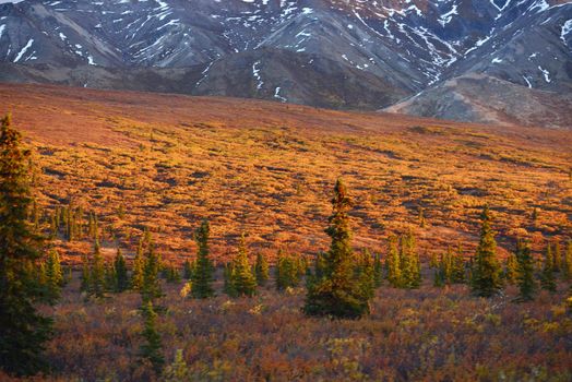 autumn color in denali tundra