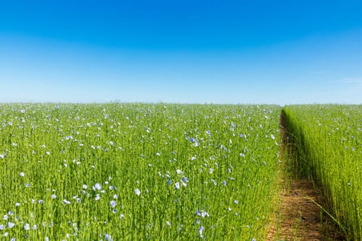 Large field of flax in bloom in spring