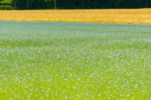 Large field of flax in bloom in spring