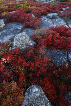 alpine autumn in west viginia