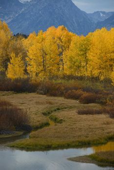 fall color at grand teton national park