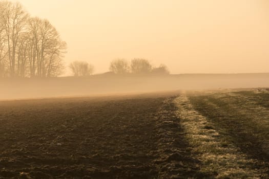 country landscape in the morning in the mist