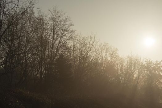 country landscape in the morning in the mist