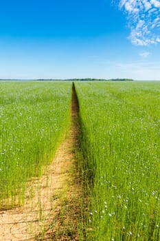 Large field of flax in bloom in spring