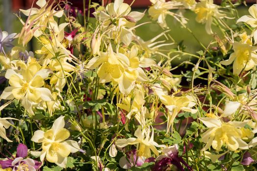 Delicate mixed columbine flowers in a floral market