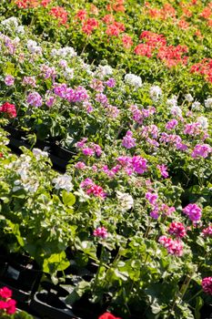 flowering geraniums in a spring flower market