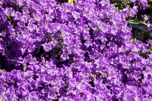 blue campanula flowers on a flower market