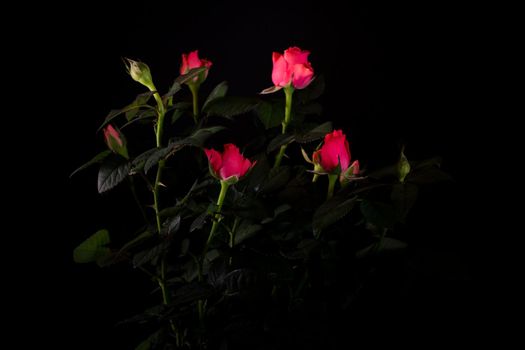 bouquet of beautiful rose close-up on a black background