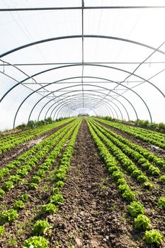 culture of organic salad in greenhouses