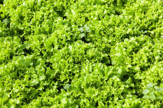 culture of organic salad in greenhouses