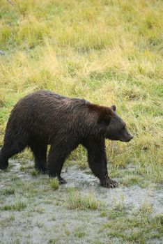 black bear in alaska