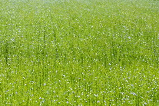 Large field of flax in bloom in spring