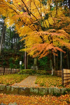 colorful maple leaves in a temple from kyoto, japan