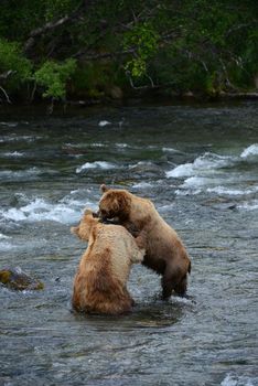 grizzly bear fighting in a river at katmai national park