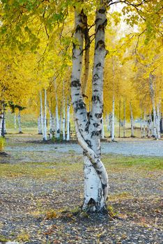 crooked aspen tree