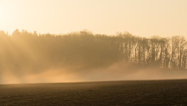 country landscape in the morning in the mist